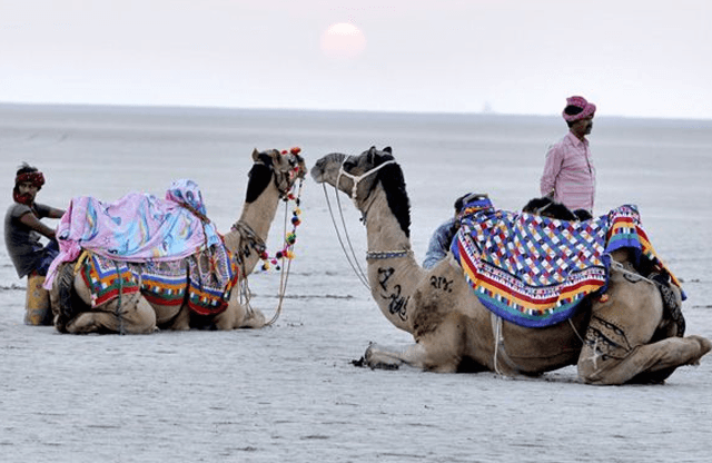 Camels resting on Mandvi beach